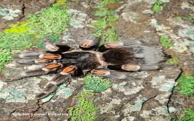  Brachypelma auratum Adult FEMALE 12-13 cm tarantula